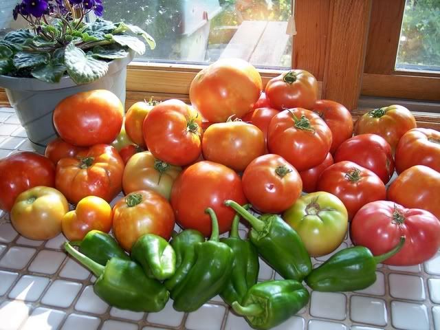 July 31, 2007 photo july31harvest.jpg